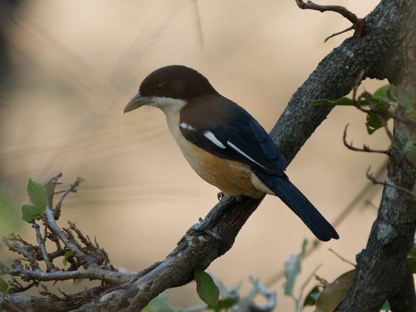 Southern boubou (Laniarius ferrugineus)